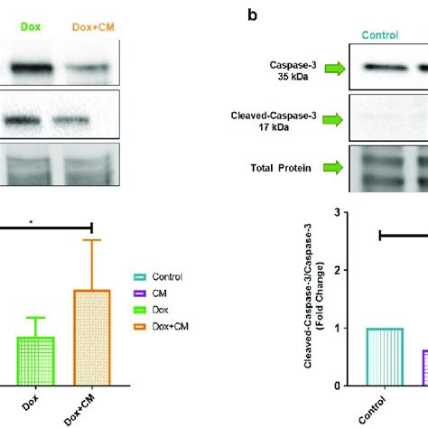 The Effect Of Adipocyte Secretory Factors In Conditioned Medium On