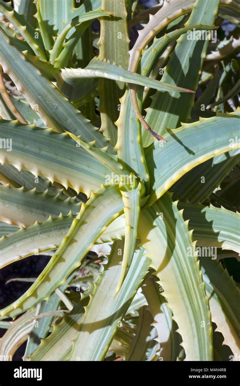 Candelabros Aloe Aloe Arborescens Fotografías E Imágenes De Alta