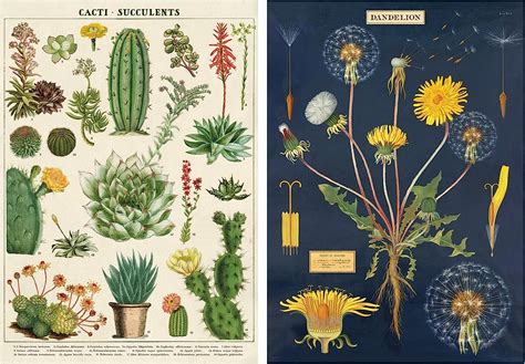 Cavallini Decorative Wrap X Posters Dandelion Cacti Succulent