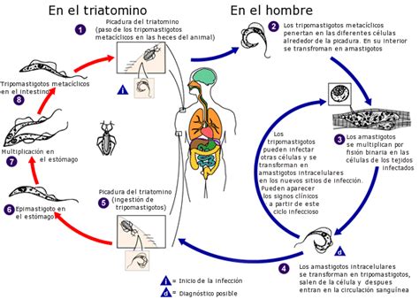 Sala De Recursos Multifuncionais Para Atendimento Educacional Especializado Aee - Trypanosoma cruzi: qué es, características, ciclo de vida, síntomas