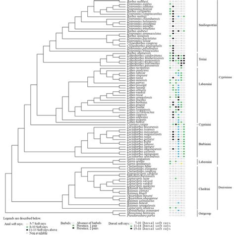 Parsimonious phylogenetic tree showing some plotted morphological... | Download Scientific Diagram