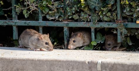 Comment se débarrasser des rats souris HOSO HYGIENE