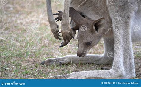 Close Up Of A Kangaroo Joey In Its Mother S Pouch Stock Video Video Of Kangaroo National