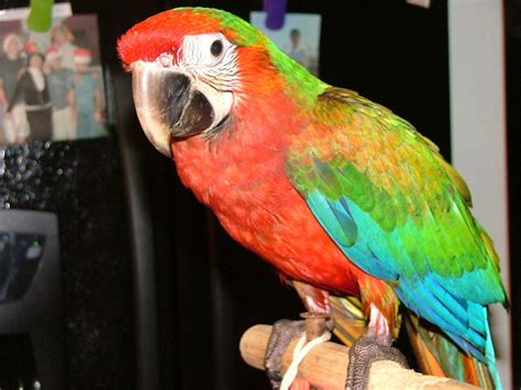 Harlequin Macaw Facts, Care As Pets, Temperament, Pictures