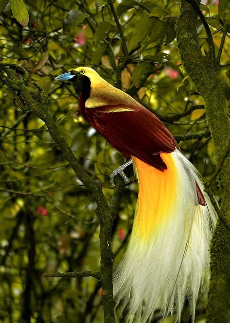 Burung Cendrawasih