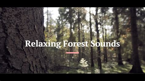 Forest Sounds For Relaxation And Mindfulness Soothing Ambient Nature