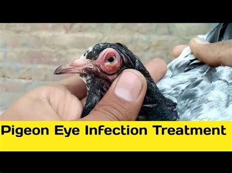 Pigeon Eye Infection Treatment Hashim Mahmood Pigeons Youtube