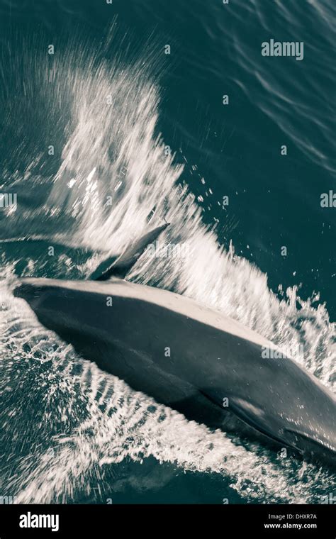 Dolphin In The Strait Of Gibraltar Stock Photo Alamy