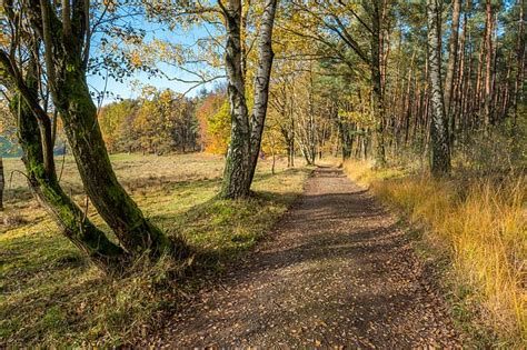 Autumn Forest Leaves Trees Park Tree Scenery HD Wallpaper