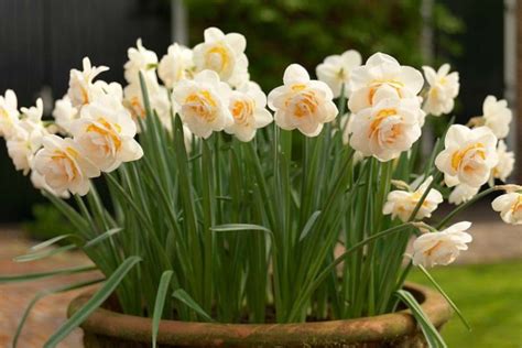 Narcissus Bridal Crown Double Daffodil