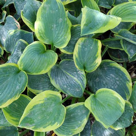 Hosta Frances Williams