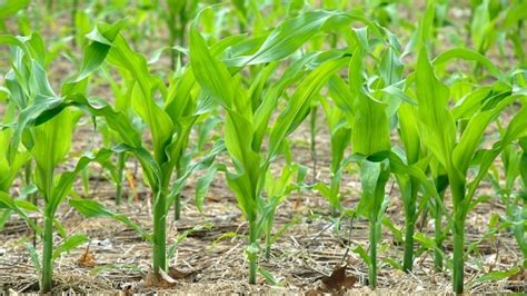 Maize Cultivation Information Guide | Asia Farming