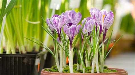 Planting Growing Crocus In Pots Horticulture Co Uk