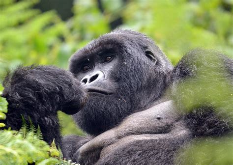 Virunga Mountains - Throwback to these gentle giants. Up on the Virunga ...