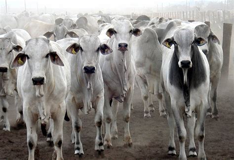 Confinamento De Gado Em Mato Grosso Aumenta 107 Só Notícias