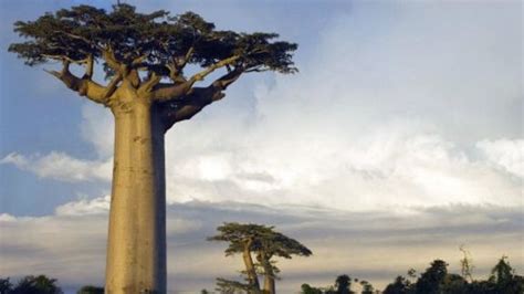 Cuántos años tiene el árbol más grande del mundo Ecologia Cotidiana