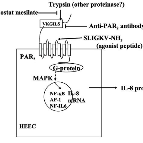 Structure And Activation Of Proteinase Activated Receptor Par