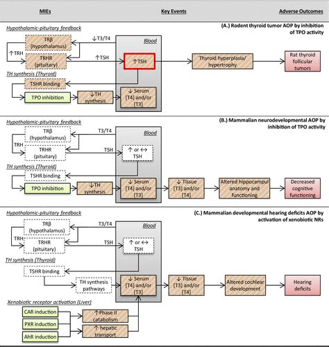 Np Thyroid Conversion Chart A Visual Reference Of Charts Chart Master