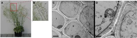 SDS PAGE Analysis Of Proteins Extracted From The Late Growth Stage