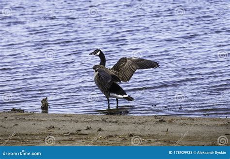 Jamaica Wildlife Refuge in New York City Managed by National Parks Services, USA Stock Image ...