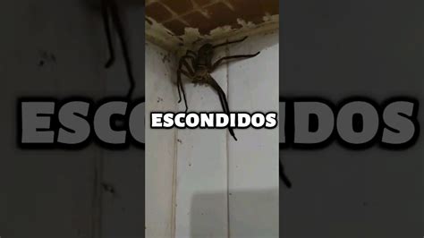 Si Ves Este Insecto En Tu Casa Corre Y Pide Ayuda Youtube