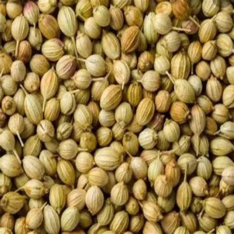 Green Dried Coriander Seeds For Food At Rs Kg In Nimbahera Id