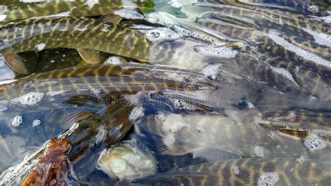 Esox Lucius Northern Pike in Tank Ready To Stock To Freshwater Reservoir Stock Image - Image of ...