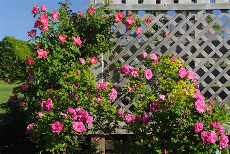 Explorer Rose Garden Tour – Friends of the Central Experimental Farm