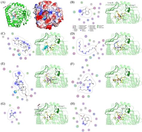 Figure From Crystal Structure Of Allantoinase From Escherichia Coli