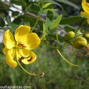 Senna Corymbosa Sen Del Campo O Rama Negra Cuidados