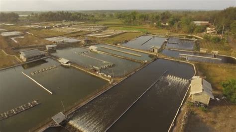 Shrimp Farming in Indonesia, Stock Footage | VideoHive