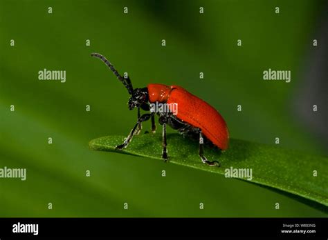 Scarlet Lily Beetle Lilioceris Lilii Nottinghamshire England Uk May Introduced Species