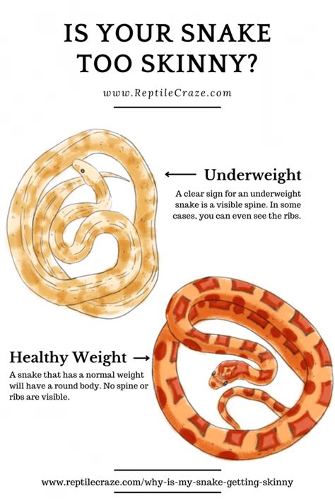 Reasons Why Your Snake Is Getting Skinny How To Help Reptile Craze