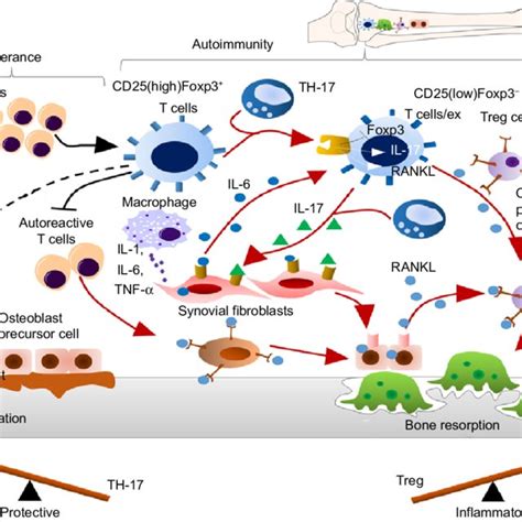 Role And Importance Of Osteopontin In Arthritis Notes Osteopontin