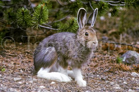 Snowshoe Hare Tom Murphy Photography