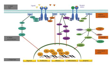 The Layered Egfr Signaling Pathway A Ligands And Receptors Comprise