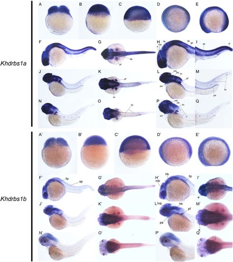 Gene Expression Patterns Of Zebrafish Khdrbs A And Khdrbs B Genes