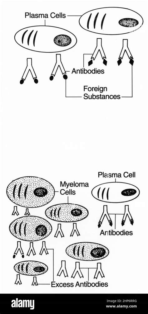 The top diagram displays plasma cells producing antibodies and attaching to foreign substances ...