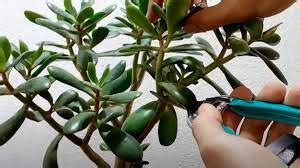 Comment Faire Fleurir L Arbre De Jade Coin Des Femmes