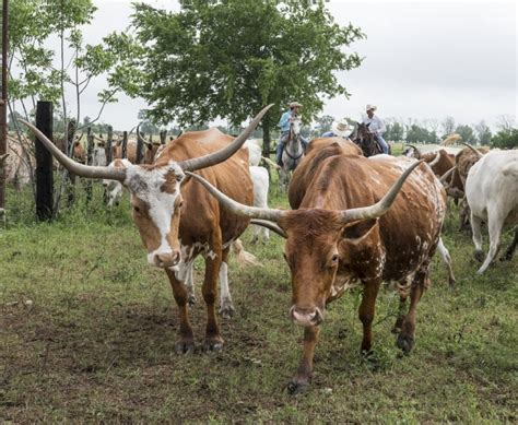 Longhorn Cattle Free Stock Photo - Public Domain Pictures