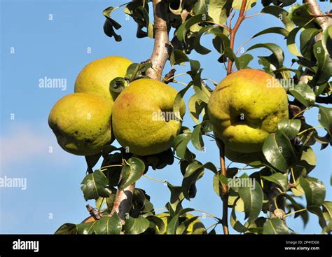 In The Orchard Pears Ripen On The Tree Branch Stock Photo Alamy