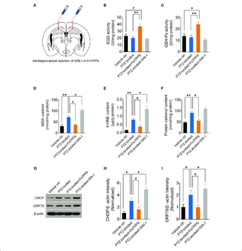 | PTZ kindling-induced oxidative damage and ER stress is dependent on ...