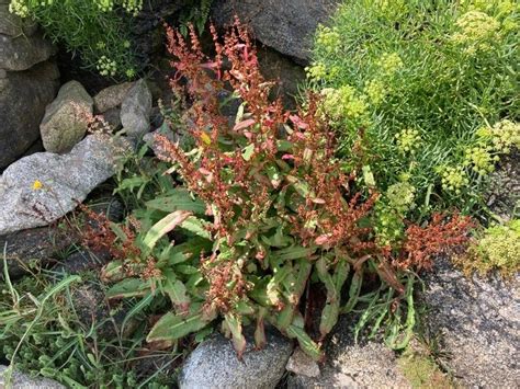 shore dock rumex rupestris celtic wildflowers