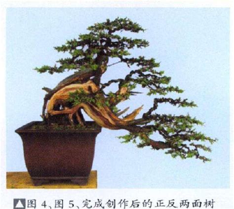 图解 刺柏盆景怎么再创作的5个过程 Penjing8盆景吧