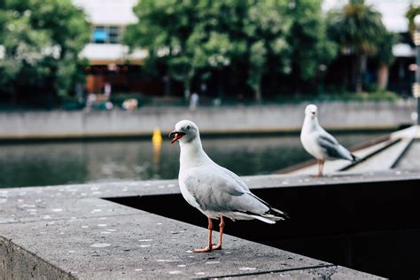 Seagulls Flying over Beach · Free Stock Photo