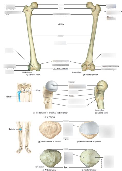 KIN 2500 Exam 3 Diagram 22 Femur Proximal And Patella Diagram