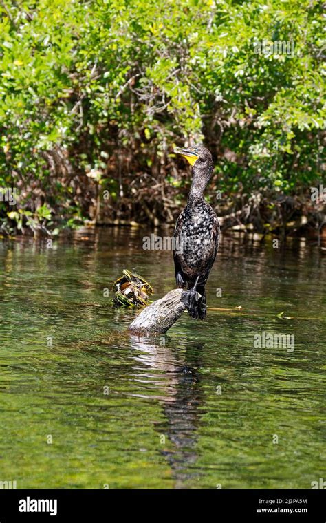 Rainbow Springs Hi Res Stock Photography And Images Alamy