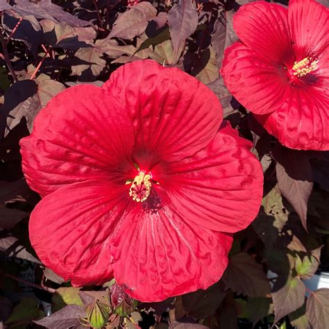 Hibiscus x Summerific® ‘Holy Grail’ (Rose Mallow) - Cavano's Perennials