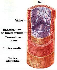 Blood Vessels