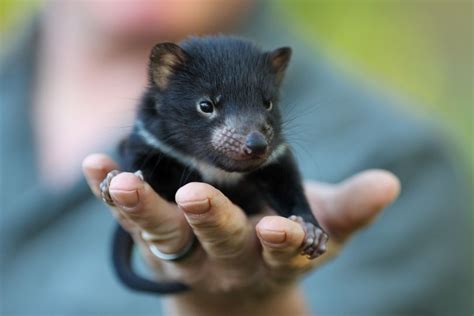 😈 Birth of 500th Tasmanian devil, at Barrington Wildlife Sanctuary